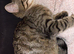 Female kitten