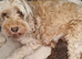 F2 Cockapoo