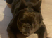Fluffy frenchie