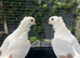 Pair ofShow German owl