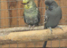 Black wing budgie pair