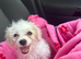 Cavapoochon x Cockerpoo