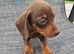 Miniature dachshund 8wks