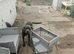 14 month old female cane corso