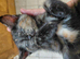 Ragdoll X kittens ready now