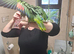 Blue fronted amazon