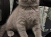 British shorthair kittens xx