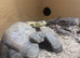 Berber Skink with Set Up