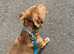 Male staffy