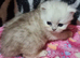 Persian chinchilla kittens