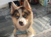Male Pomsky