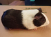 Chocolate and Red Dutch Guinea Pigs