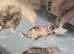 Persian  2 x Male kittens remaining from litter