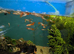 Redcap guppies