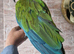 Tame Military Macaw