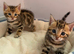 Stunning Bengal Kittens – Reserve Now!