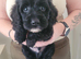 Cockerpoo cross poochon pups