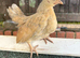 Pure Serama & Pekin Chicks ready now