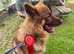 beautiful boy german shepard pup