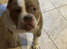 American bulldog