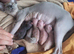 SPHYNX KITTEN FEMALE