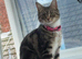 4 kittens for sale one tabby female 1 tabby male and 2 fully black males looking for forever homes!