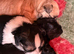 Shihpoo puppies from a galaxy faraway
