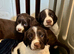 Gorgeous Sprocker Spaniel pups
