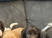 Cocker spaniel puppies