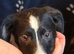 Collie x Huntaway puppies
