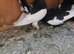 Hi nice and healthy and good quality pigeon