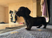 Miniature dachshund