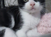 Black & white fluffy male kitten
