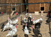 Male turkeys
