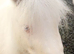 Mini Shetland filly