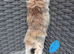 Mini Lop cross Lionheads super friendly!