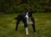 Border collie pup