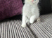 Stunning Ragdolls ready for new home