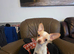 Chihuahuas for sale