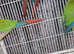 Conures