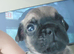 Frug pups