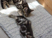 tabby kittens BSH