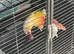 Beautiful Pineapple Green Cheek Conure for Sale
