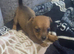 7 beautiful puppies