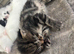 10 kittens available