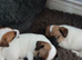 JACK RUSSELL PUPPIES