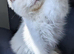 Reduced TICA EU champion line ragdoll kitten