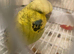 Budgies