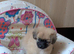 5 beautiful Pomeranian cross.