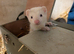Gorgeous Ferret Kits for Sale 9 wks old